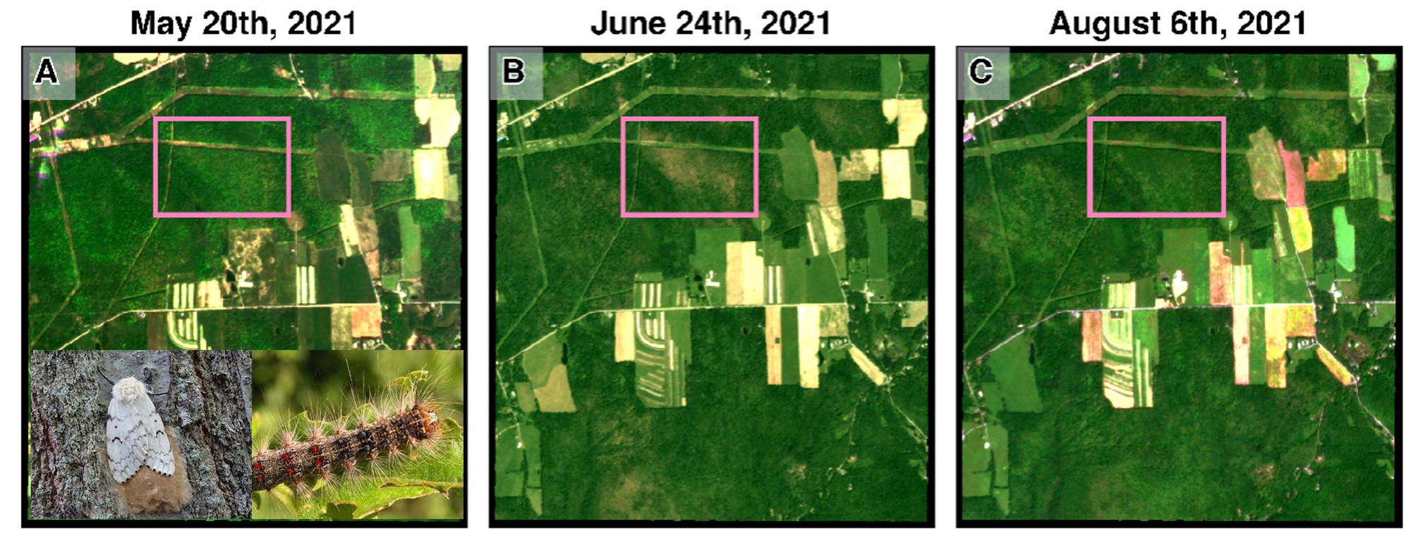 New paper on satellite mapping of spongy moth defoliation published in Forest Ecology and Management