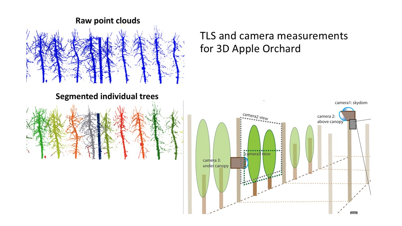 3D Apple Orchard