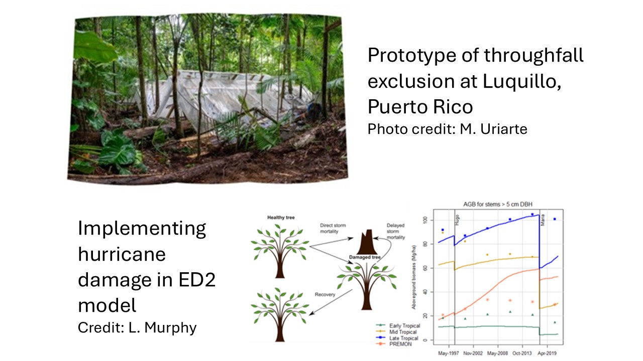 Drought impacts on post-hurricane recovery in tropical forests